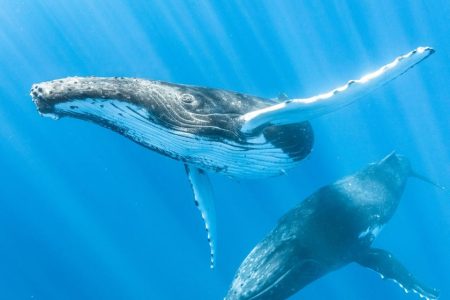 Landmark conservation victory in Brazil as Albardão Marine Park created