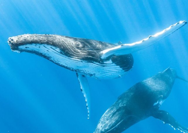 Landmark conservation victory in Brazil as Albardão Marine Park created