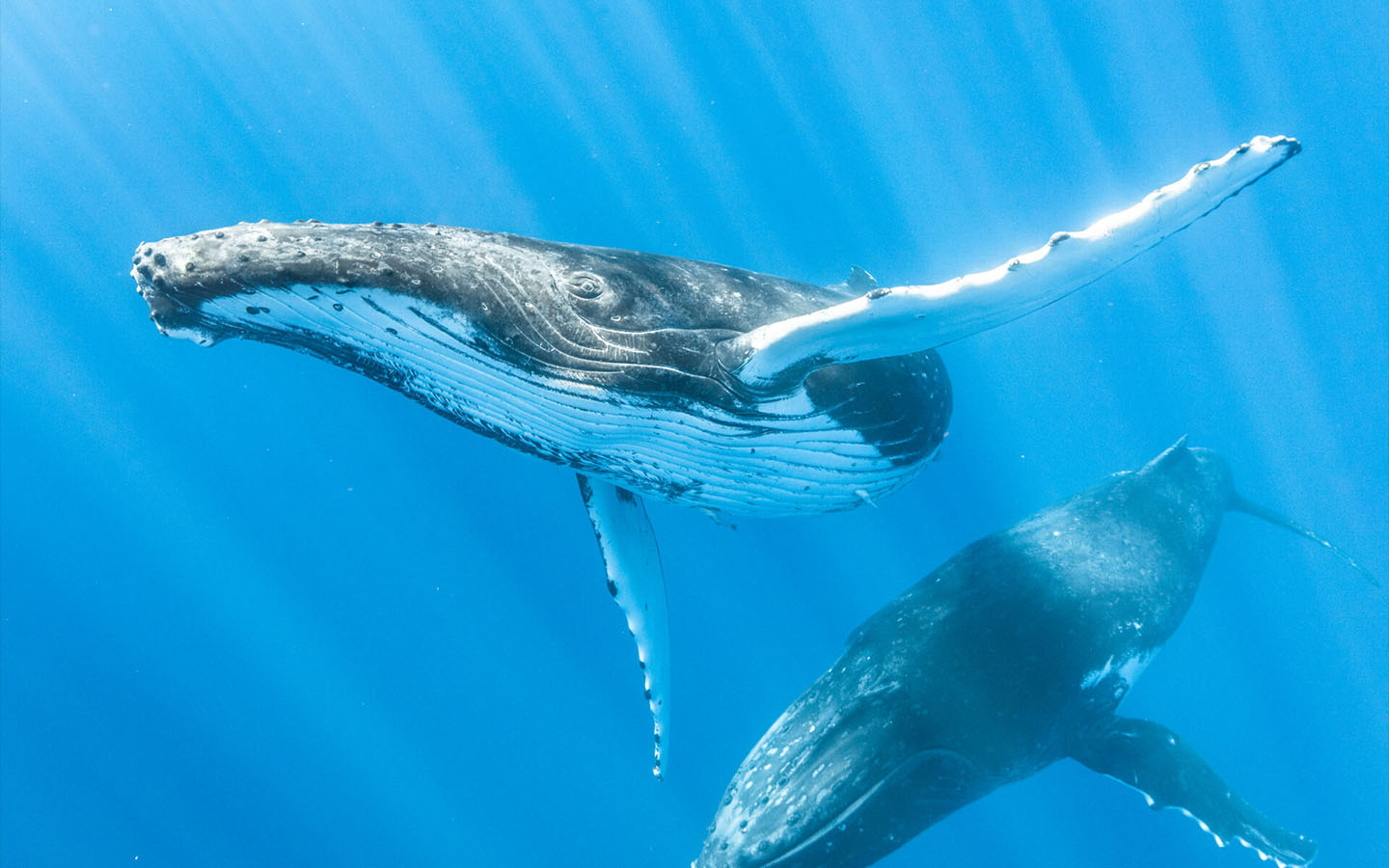 Landmark conservation victory in Brazil as Albardão Marine Park created