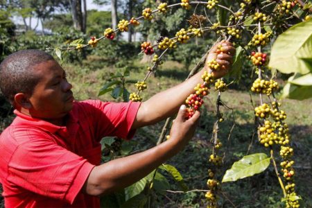 Angola seeks to reclaim global coffee standing, starting with quality