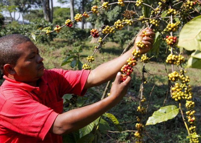 Angola seeks to reclaim global coffee standing, starting with quality