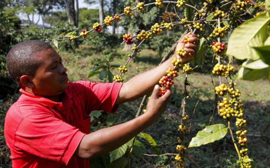 Angola seeks to reclaim global coffee standing, starting with quality