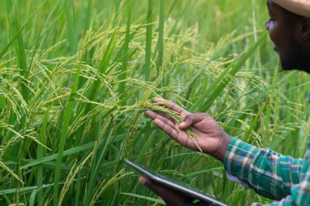 Mozambique seeks Thai expertise to cultivate self-sufficiency in rice