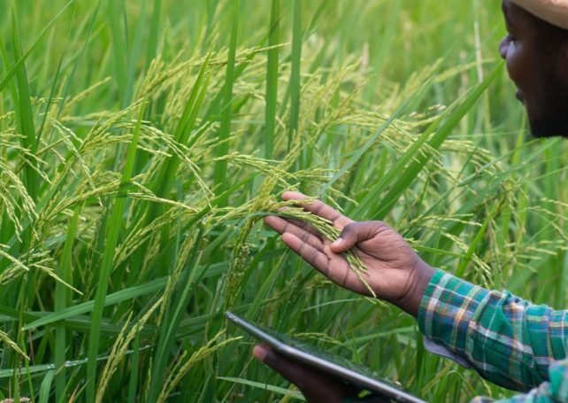 Mozambique seeks Thai expertise to cultivate self-sufficiency in rice