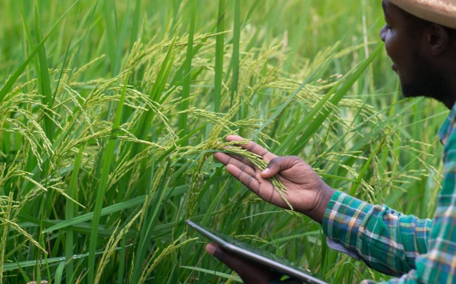 Mozambique seeks Thai expertise to cultivate self-sufficiency in rice