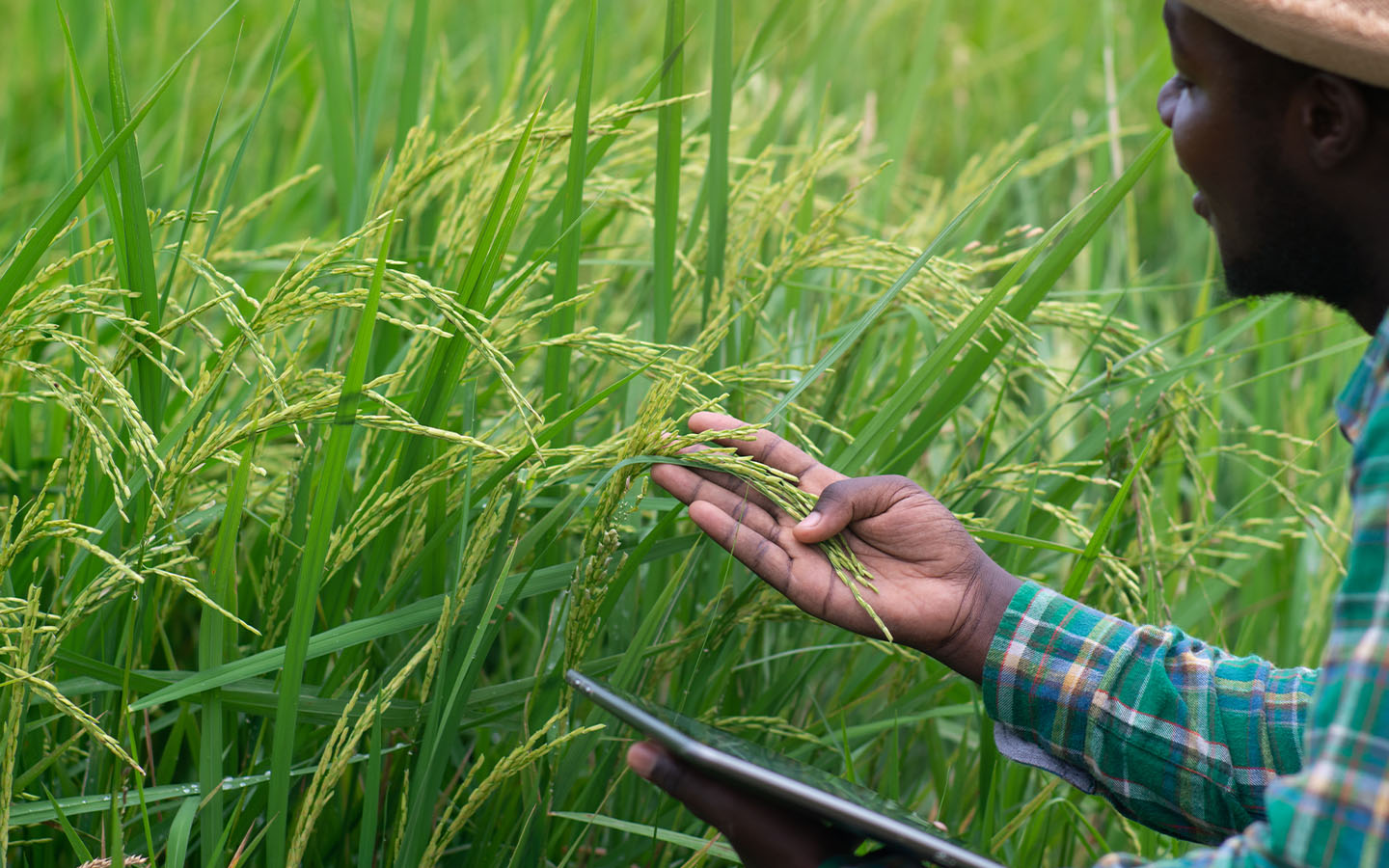 Mozambique seeks Thai expertise to cultivate self-sufficiency in rice