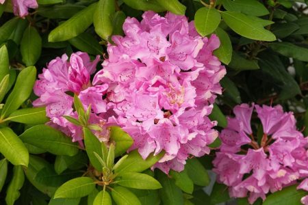 Shenzhen’s Wutong Mountain Rhododendron Festival returns this week