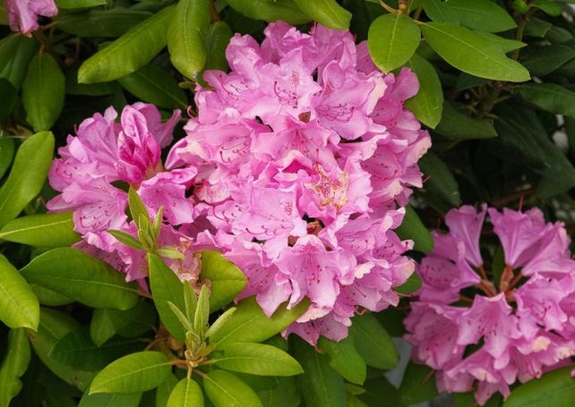 Shenzhen’s Wutong Mountain Rhododendron Festival returns this week