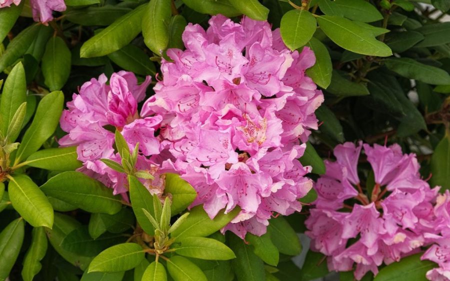 Shenzhen’s Wutong Mountain Rhododendron Festival returns this week