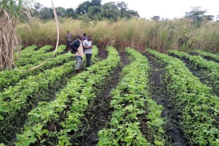 German agribusiness in Mozambique