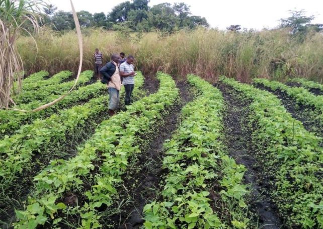 Germany commits funds to support Mozambican farming sector