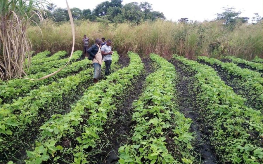Germany commits funds to support Mozambican farming sector