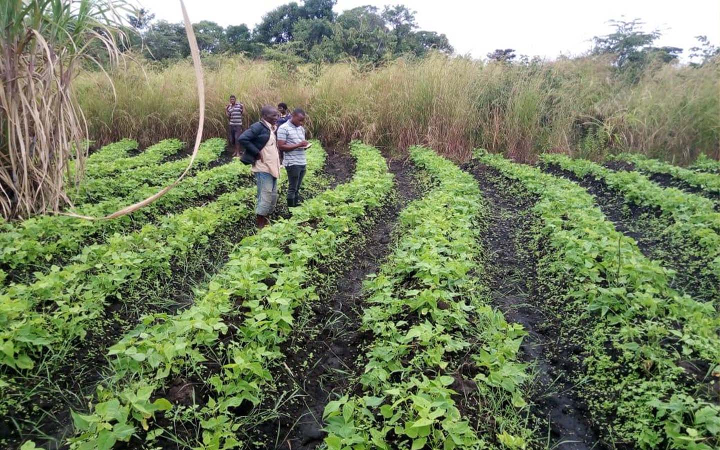 Germany commits funds to support Mozambican farming sector